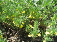 Ajuga chamaepitys chia
