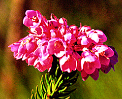 Erica cubica