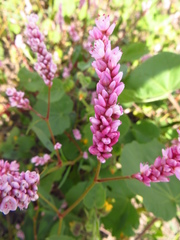 Persicaria segetum