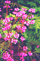 Erica cubica