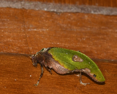 Pycnopalpa bicordata