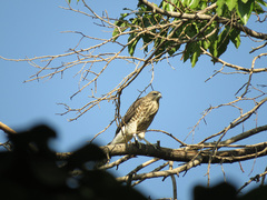 Accipiter badius