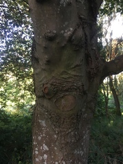 Acer pseudoplatanus