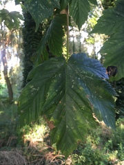 Acer pseudoplatanus