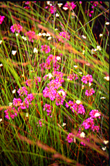 Erica cubica