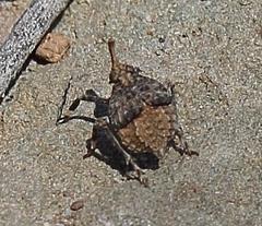 Capenopsis