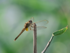 Crocothemis servilia