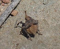 Capenopsis