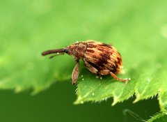 Anthonomus rectirostris