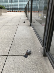 Dumetella carolinensis