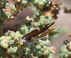 Brephidium metophis