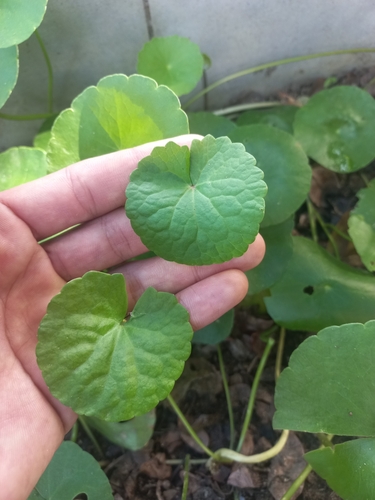 Indian pennywort