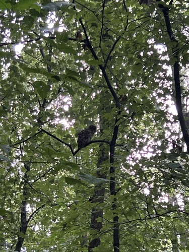 Barred Owl