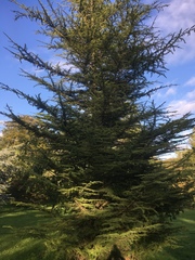 Cedrus