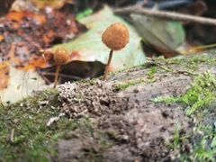 Pholiota pseudosiparia
