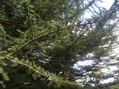 Cedrus