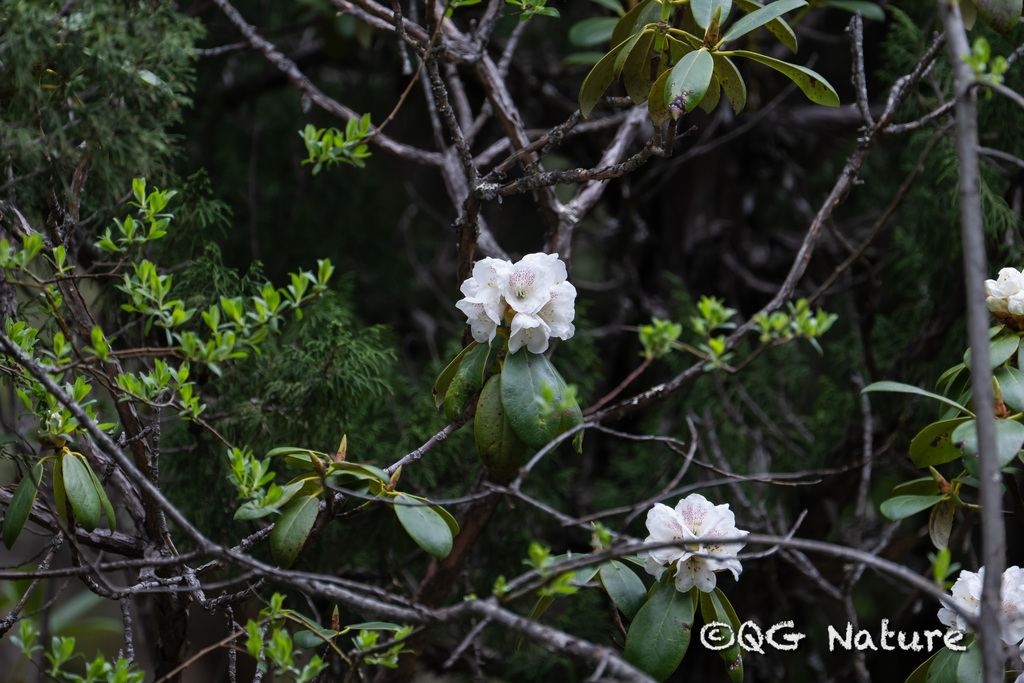 Rhododendron faberi (Rhododendron faberi)