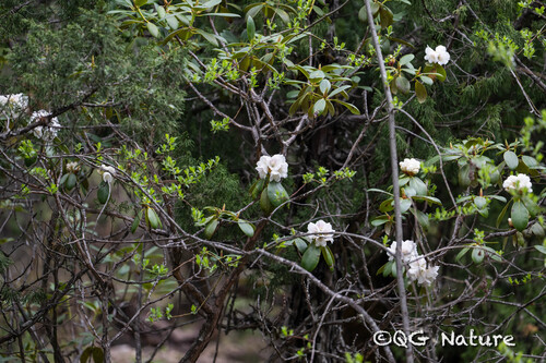 Rhododendron prattii, photograph 1