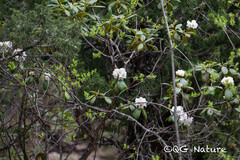 Rhododendron prattii, photograph Wang.QG, CC BY, iNaturalist via GBIF