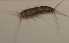 Ctenolepisma lineatum