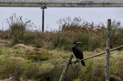 Phalacrocorax carbo