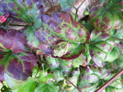 Nezara viridula