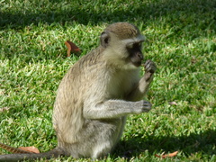 Chlorocebus cynosuros