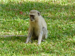 Chlorocebus cynosuros