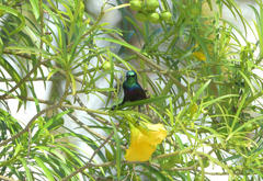 Cinnyris bifasciatus