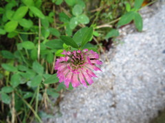 Trifolium pratense