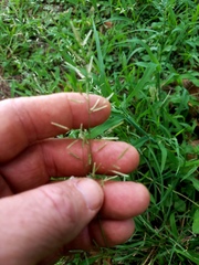 Eragrostis barrelieri