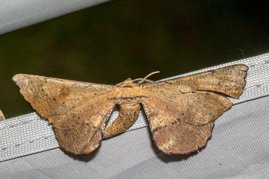 Acrodontis insularis