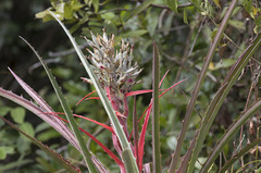 Bromelia balansae