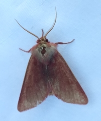 Psectraglaea carnosa