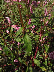 Persicaria segetum