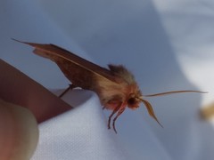 Psectraglaea carnosa