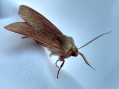 Psectraglaea carnosa