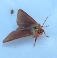 Psectraglaea carnosa