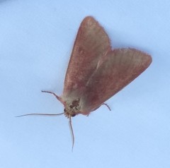 Psectraglaea carnosa