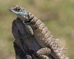 Tropidurus torquatus