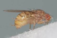 Drosophila repleta