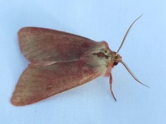 Psectraglaea carnosa