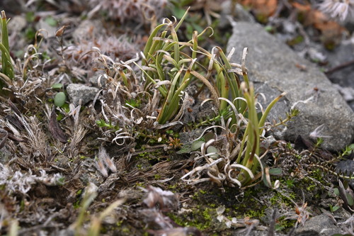 Curly Sedge (Carex cirrhosa)