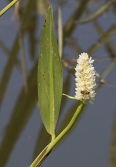 Pontederia reflexa