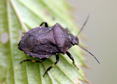 Rhacognathus punctatus