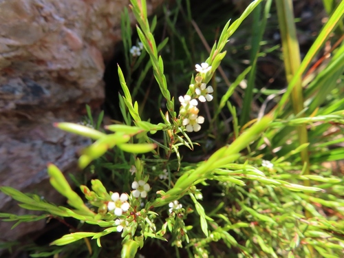 Image of Coleonema juniperinum by (c) linkie, some rights reserved (CC BY)