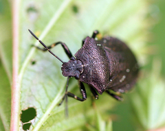 Rhacognathus punctatus