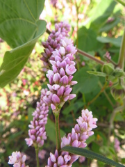 Persicaria segetum