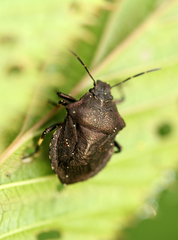 Rhacognathus punctatus