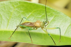Ploeogaster